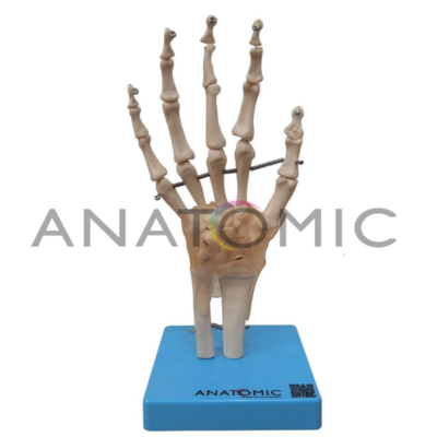 E- Articulação da Mão / Pé - ANATOMIC