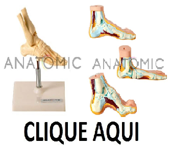 E- P�s - ANATOMIC