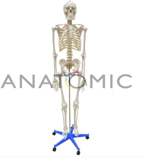 E- Esqueleto - ANATOMIC
