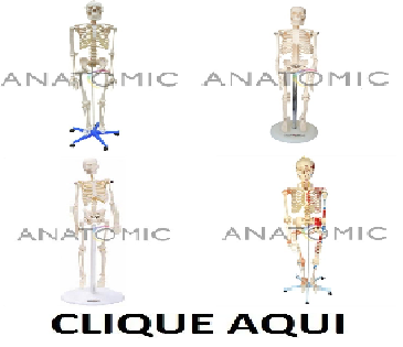 E- Esqueleto - ANATOMIC