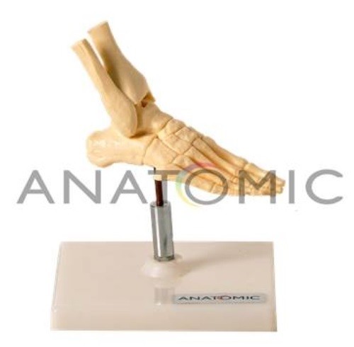 E- Pés - ANATOMIC