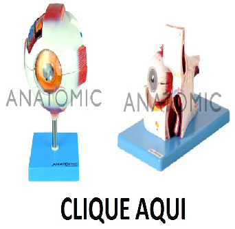 Olho - ANATOMIC