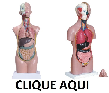 E- Torso Humano Bissexual - ANATOMIC
