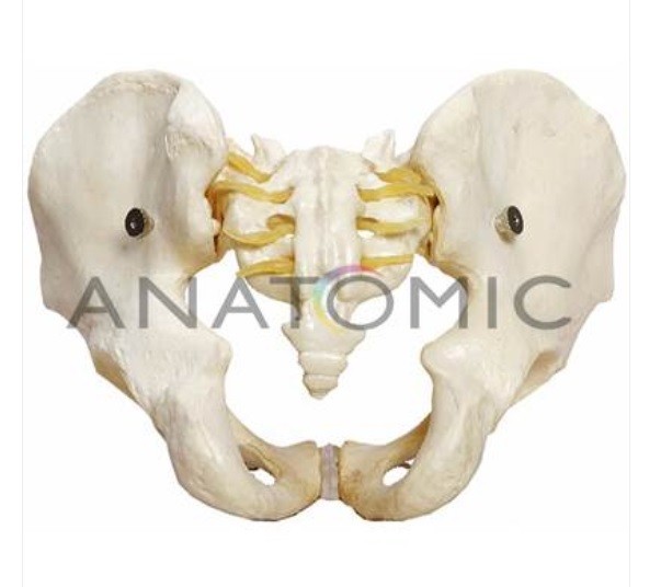 E- Esqueleto Pélvico Masculino TGD-0169-A - ANATOMIC