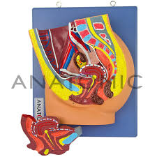E- Pelvis Feminino/ Masculino - ANATOMIC