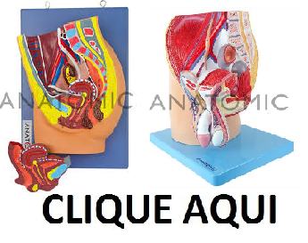 E- Pelvis Feminino/ Masculino - ANATOMIC