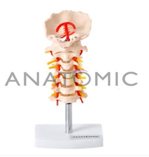 E- Coluna Vertebral - ANATOMIC