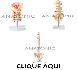 E- Coluna Vertebral  - ANATOMIC