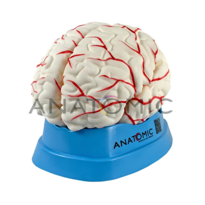 E- Cerebro - ANATOMIC