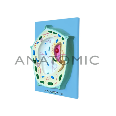 E- Celula Vegetal Tzj-0006 - ANATOMIC