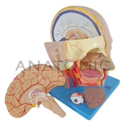 E- Cabeça Com 04 Partes Tzj-0300 - ANATOMIC