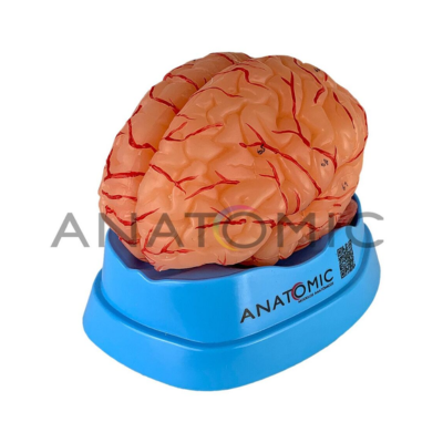 E- CEREBRO C/ 09 PARTES C/ARTERIAS TZJ-0303-A ANATOMIC